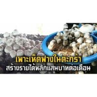 ราคา เชื้อเห็ดฟาง20ก้อน +แถมอาหารเห็ด พร้อมคู่มือ (3615310710)