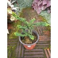 ราคา สนญี่ปุ่น เซกกะ ฮิโนกิ Sekka Hinoki ขนาดกระถาง 6 นิ้ว (21292517320)