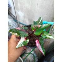 ราคา ท้าวทองอินบอนสี บอนสีใบหอก บอนสีด่าง ใบหอกด่าง ฮิตติดกระแสแรง (23485940243)