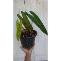 ราคา  ฟิโลก้านส้ม ฟิโลเดนดรอนก้านส้ม Philodendron billietiae พร้อมส่งค่า❤ (14330169093)