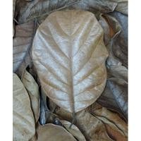 ราคา ใบไม้สำหรับไอโซพอด (isopod) 10 กรัม ใบขนุน (8586019897)
