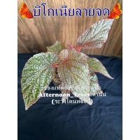 ราคา ต้นบีโกเนีย (ไม้ร่ม) 1ต้นก็ส่งค่ะ ส่งพร้อมกระถางขนาด 3 นิ้ว (9554302219)