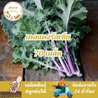 ราคา เมล็ดพันธุ์ เคลแดงรัสเซีย 70 เมล็ด Red Russian Kale Seed เมล็ดพันธุ์แท้ นำเข้าจากต่างประเทศ โตไว ปลูกง่าย พืชผัก (29502322965)