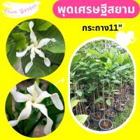 ราคา ต้นพุดเศรษฐีสยาม กระถาง 11 นิ้ว (25012293774)