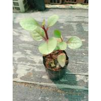 ราคา ต้นพันธุ์ ผักปลังม่วง ผักปลังสีม่วง ถุงดำ 29 บาท พร้อมปลูก ผักปลังแดง ลำต้นสีม่วงแดง ผักปลังม่วง ผักปลัง ใบม่วง ผักปัง (27083413246)