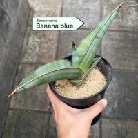 ราคา ต้นลิ้นมังกร Sansevieria Banana blue (42311286359)