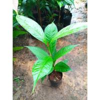 ราคา ต้นชมพู่มะเหมี่ยวต้นสวยพร้อมปลูก (12703424523)