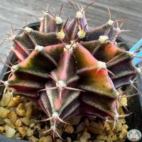 ราคา (LB6) ทานตะวันยิมโนด่าง คัดพิเศษ ไม้เมล็ด - (gymnocalycium) - แคคตัส/งอก ปลูก/งอก เมล็ด/งอก ทานตะวัน (21077090578)