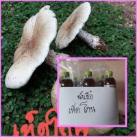 ราคา เชื้อเพาะเห็ดโคน น้ำเชื้อเพาะเห็ดโคน (7832395256)