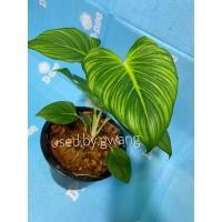 ราคา เสน่ห์จันทร์ขาวกลาย, เสน่ห์จันทร์นาค | Homalomena lindenii (10468436499)