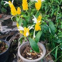 ราคา ต้นเหลืองคีรีบูน ขนาดกระถาง 6นิ้ว (7124050992)