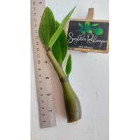 ราคา กิ่งกวักมรกตด่าง+3ใบด่าง (10949971875)