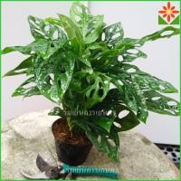 ราคา ต้นพลูฉลุ พลูฉลุ ส่งพร้อมกระถาง 4นิ้ว. ต้นพลูใบฉลุ พลูใบฉลุ (26502150251)