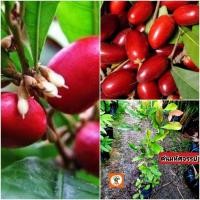 ราคา ต้นมหัศจรรย์ มหัศจรรย์ มิราเคิล (27575855897)