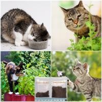 ราคา เมล็ดแคทนิป 3,000+เมล็ด Catnip สายพันธุ์OP****ศึกษาวิธีเพาะในรายละเอียดสินค้า**** (8402695509)