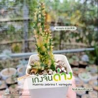 ราคา เก๋งจีนด่าง*ด่างกระจายสวย เลี้ยงง่าย ดอกโดนัท คัดขนาดยาว6เซนขึ้นไป มีทั้งไม้รากและหน่อเด็ดสด Huernia (10578821848)