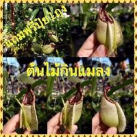 ราคา ต้นหม้อข้าวหม้อแกงลิง ต้นไม้กินแมลง (22131827420)