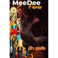 ราคา ไข่เชื้อไก่ชนป่าก๋อย เจ้ารถถัง จอมสโล่หลัง เบอร์แข้ง300 เชิงบนชนสนิท (29431218909)