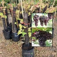 ราคา ต้นองุ่น พันธุ์ องุ่นแบล็คโอปอล Black Opal Grape ส่งฟรี เพาะเเบบตอขุดล้อม องุ่น ผลสีม่วงดำ (41159021964)