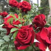 ราคา เมล็ดพันธุ์ กุหลาบเลื้อย กุหลาบ สีแดง 100 เมล็ด Red Rose Seed for Planting เมล็ดพันธุ์แท้ นำเข้าจากต่างประเทศ (44602768819)
