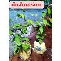 ราคา ต้นส้มเกรียบ น้ำใบไปต้มปรุงอาหาร มีรสเปรี้ยว คล้ายใบชะมวง (43007865602)