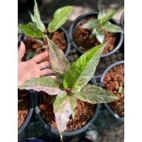 ราคา โชค9ชั้นด่างชมพู ไม้เพาะเมล็ด กระถาง10“ (ขายต้นตามภาพที่ลง) (16139856089)