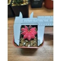 ราคา แคคตัสแอลบีไฮบริดสีสวย (8825680918)