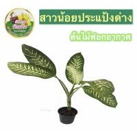 ราคา สาวน้อยประแป้งด่าง ต้นสาวน้อยประแป้งใบด่างขาว ไม้มงคลประดับสวนฟอร์มใบสวย ไม้ฟอกอากาศ ชำในกระถาง 5 นิ้ว พร้อมปลูก (13453854583)