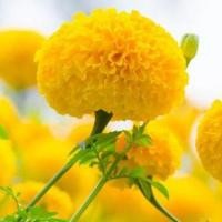 ราคา ดาวเรืองตัดดอกสีเหลือง10แถม1ถูกที่สุด10 บ.เมล็ดพันธุ์ดอกดาวเรืองตัดดอกสีเหลือง 5 เมล็ดงอกง่าย โตไว☘️ดอกใหญ่ (48852899879)