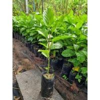 ราคา ต้นเสาวรส พันธุ์ดี เปรี้ยวอมหวาน (16606053460)