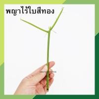 ราคา *5​ กิ่ง ​แถม​ 2* พญาไร้ใบสีทอง ต้นพญาไร้ใบ กิ่งละ 6 บาท (สั่งขั้นต่ำ 6 กิ่ง) ต้นไม้ฟอกอากาศ ต้นไม้มงคล ต้นเขากวาง (11281774125)