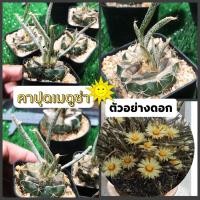ราคา คาปุดเมดูซ่า เอสโตรไฟตั้มคาปุดเมดูซ่า caput medusae (12023024218)
