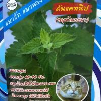 ราคา แคทนิป Catnip ประมาณ200เมล็ด (4431615733)