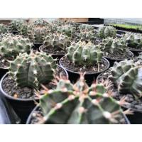 ราคา ยิมโนคาไลเซียม Gymnocalycium ไซส์บิ้ก (5040893726)