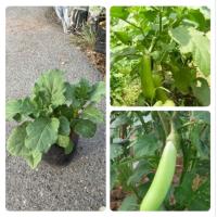ราคา ต้นมะเขือยาวสีเขียว ลูกดกผลยาวเรียวเนื้อกรอบปลูกง่ายโตไว (44600599236)