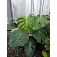 ราคา มอนสเตอร่า มอนสเตอรา มอนเขียว Monstera ไม้ฟอกอากาศ (9758893341)