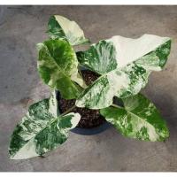 ราคา บอนกระดาดด่าง บอนกระดาษด่าง ไข่บอนกระดาดด่าง (12217092507)