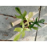 ราคา ต้นกุ้งโกสด่างสวยงาม (12743436429)