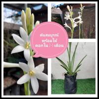 ราคา ซ่อนกลิ่น สีขาวลา 1ต้น ขาวลาพันธุ์ไทย ดอกไม้หอมไหว้พระ ต้นซ่อนกลิ่น หน่อซ่อนกลิ่น (20669868029)