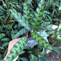 ราคา คล้ากาเหว่าลาย (Calathea lancifolia Boom) (7135172669)