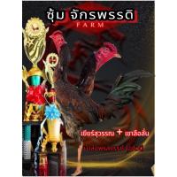 ราคา ไข่ไก่ชนพม่า เยียร์สุวรรณ + เขาลือลั่น ม้าล่อ แข้งคม (29926984338)