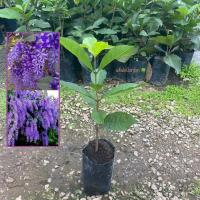 ราคา ต้นพวงคราม พวงคราม สีม่วง กิ่งชำ ให้ดอกเร็ว (Sandpaper Vine) พวงครามออสเตรเลีย (รับประกัน ส่งใหม่ฟรี หากสินค้าเเสียหาย!) (43117581501)