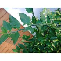 ราคา นกน้อยนำโชค ต้นไม้มงคล กิ่งสด กิ่งพันธุ นกน้อยนำโชค ต้นไม้นำโชค (14863720048)