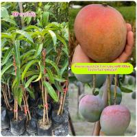 ราคา ต้นมะม่วงR2E2 มะม่วงแอปเปิล​ กิ่งทาบขนาด80-100cm หรือมะม่วงออสเตรเลีย​รับประกันสายพันธุ์​แท้ (13664267641)