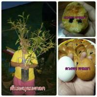 ราคา #ต้นละมุดมะกอก ''#ละมุดกรอบหวาน (3312271652)