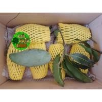 ราคา มะม่วงน้ำดอกไม้มัน มะม่วงมันขุนศรี เนื้อกรอบ 1 กก. เด็ดสดจากสวน ปลอดภัยไร้สาร (23434715002)