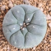 ราคา LF10 Lophophora Fricii โลโฟโฟรา ฟริซิไอ(ไม้เมล็ด) เต้านูน ร่องลึกสวย (13157896481)