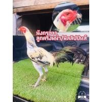 ราคา ไข่เชื้อ สายพันธุ์ พม่าเปรูอเมริกัน 3สาย ลีลาพม่าแข้งหน้าเปรู (21612888118)