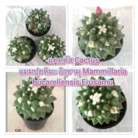 ราคา แคคตัส Cactus แมมปุยหิมะ อิรุซามุ Mammillaria bucareliensis Erusamu ติดตุ่มดอก (23720040286)