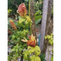 ราคา ต้นคีรีบูนพร้อมส่งต้นตามภาพ (14976606249)